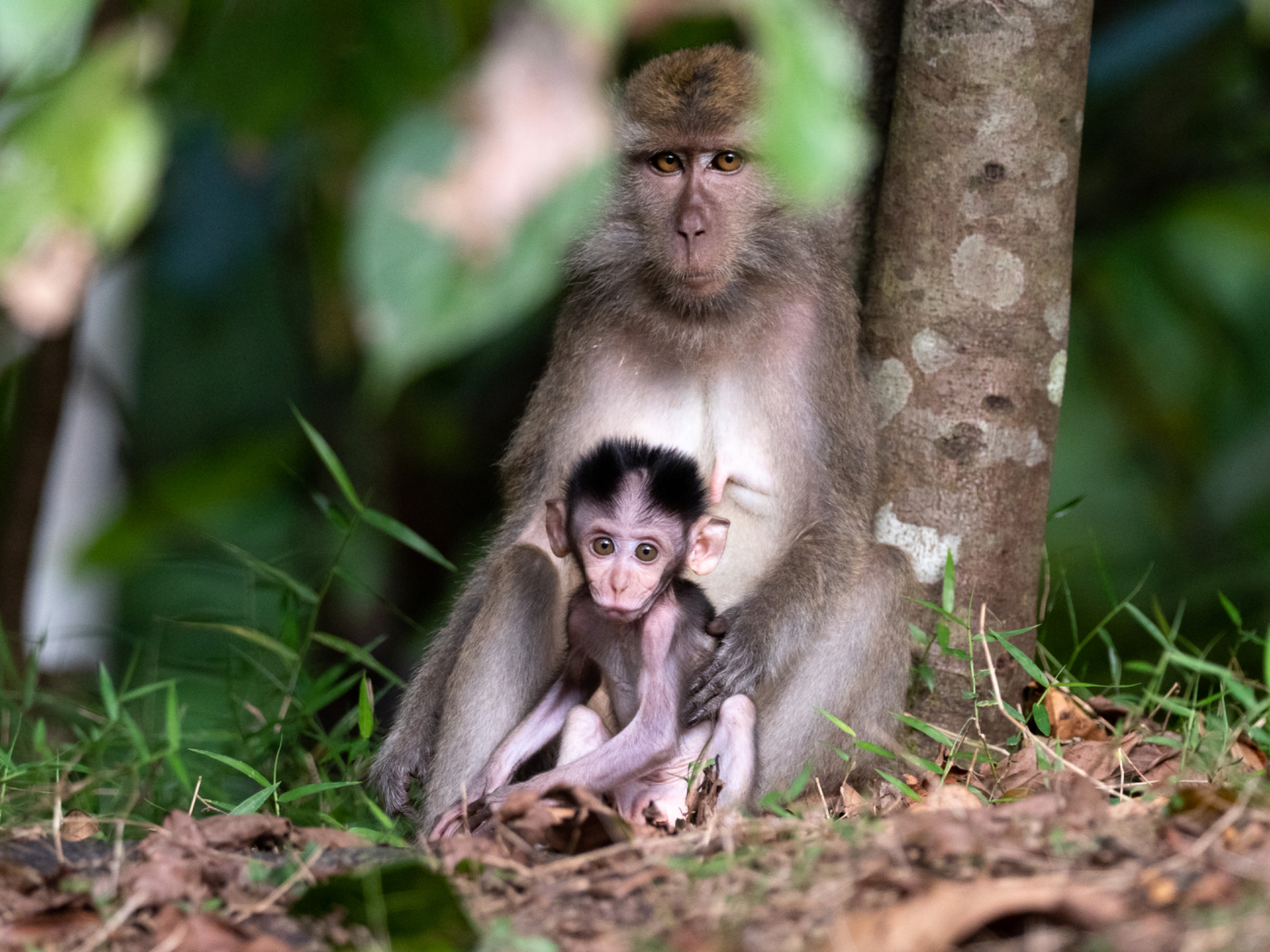 Long tailed Macaque and baby